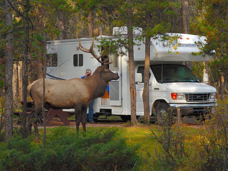 Camper van Fraserway met een hert ernaast in het bos in Canada.