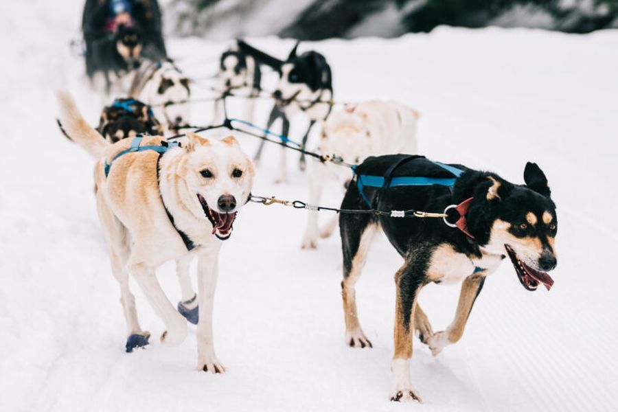Huskies trekken een slee tijdens een huskytocht in Whistler in Canada.
