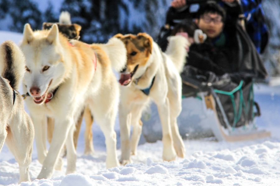 Huskies trekken slee tijdens een sledetocht door de bossen van Whistler in Canada.
