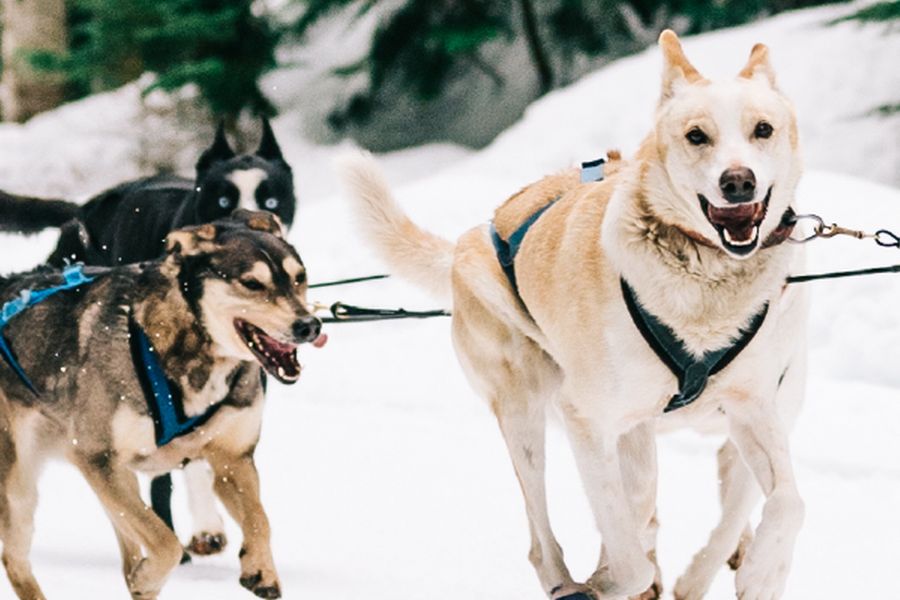 Huskies rennen door de sneeuw tijdens een sledetocht in Whistler in West-Canada.