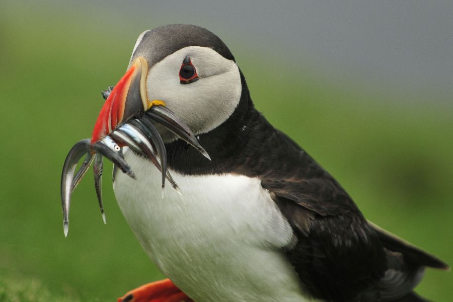 Faroer Eilanden Fly Drive