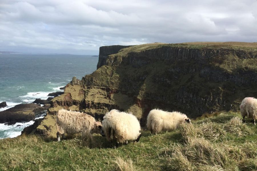Giants Causeway Cliff Path wandeling