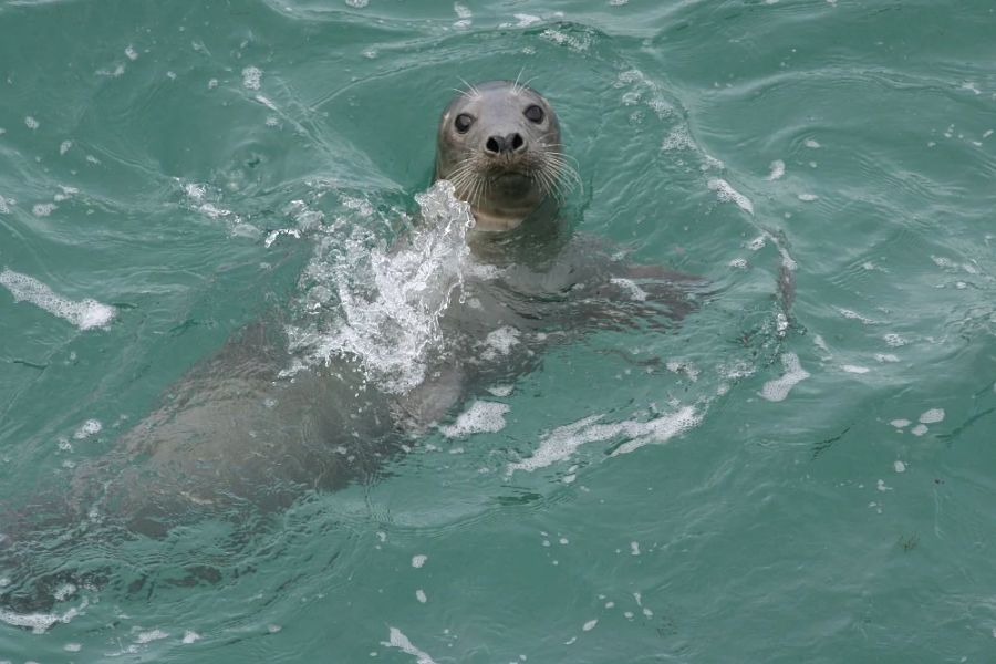 Blasket Wildlife Eco Tour - Dingle