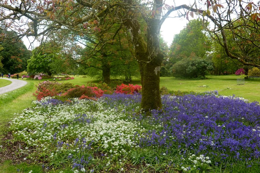 4-daagse vliegreis naar Cork