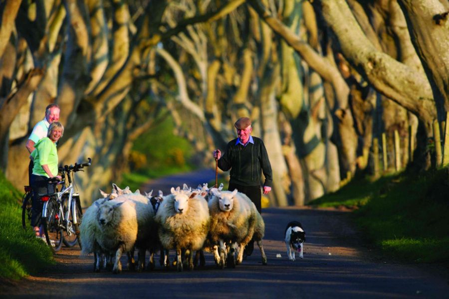 The Dark Hedges Antrim Coast & Belfast