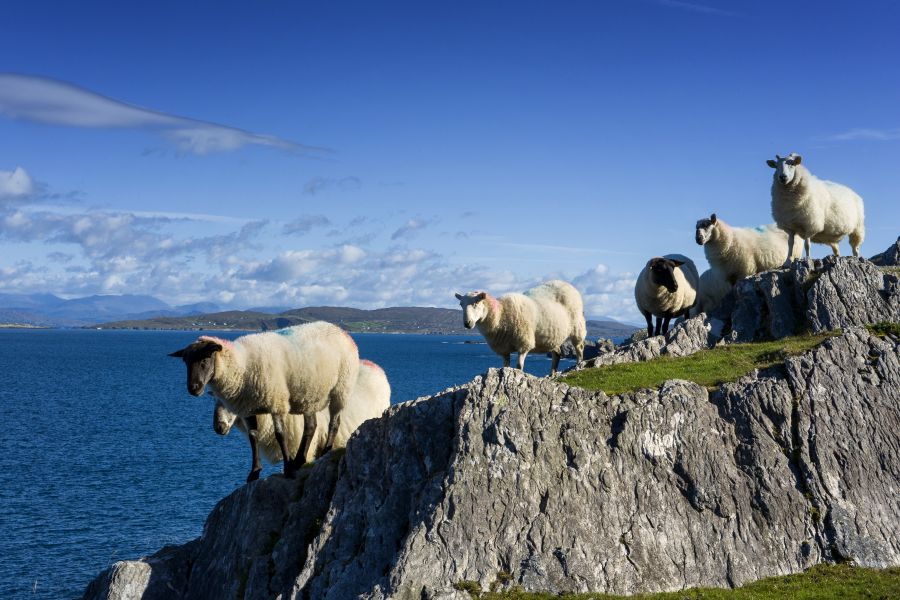 Schapen in Donegal