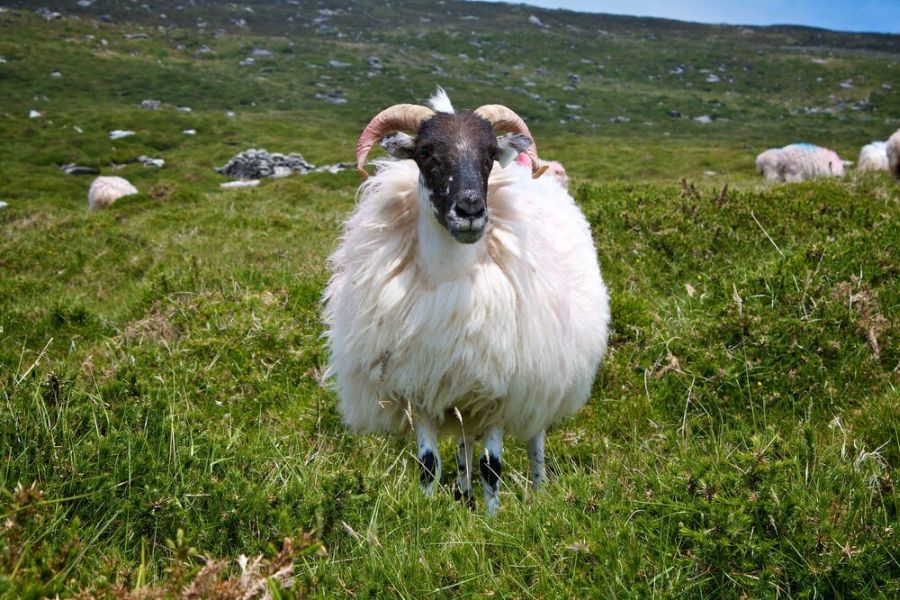 Schaap Ierland