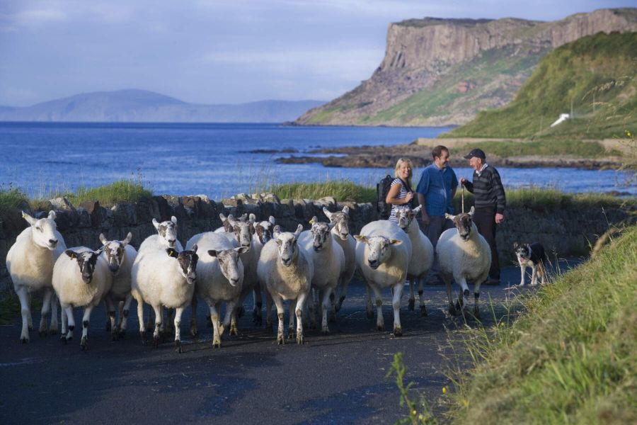 Schapen autorondreis Ierland Inns
