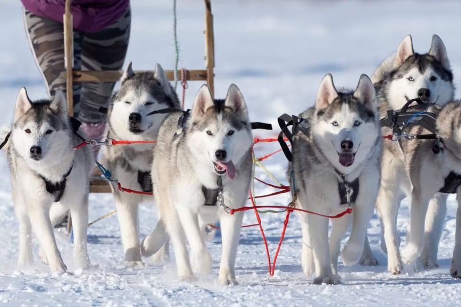 Winter Noord IJsland, Akureyri, incl.excursies