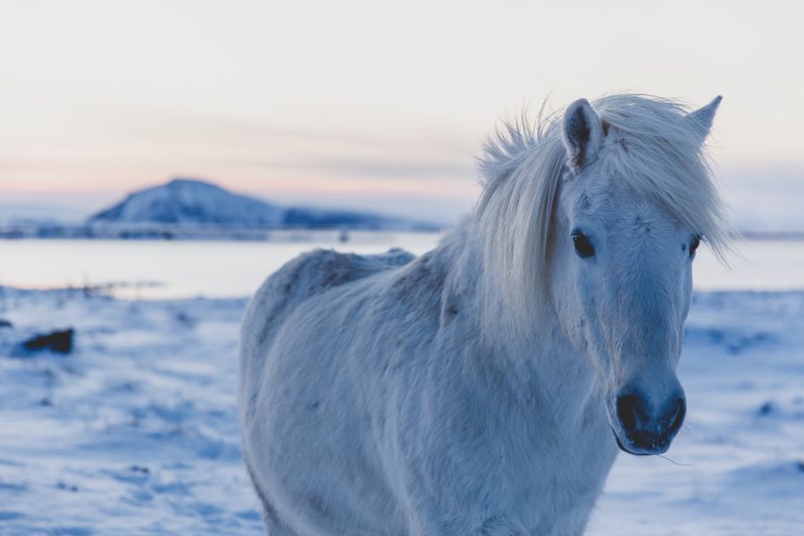 Winter Noord IJsland, Akureyri, incl.excursies