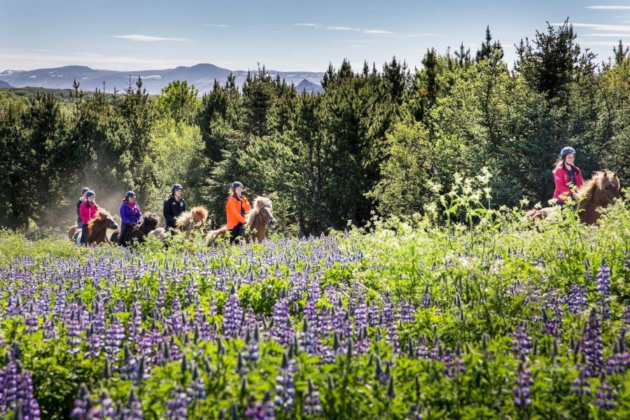 Paardrijden Lava Tour
