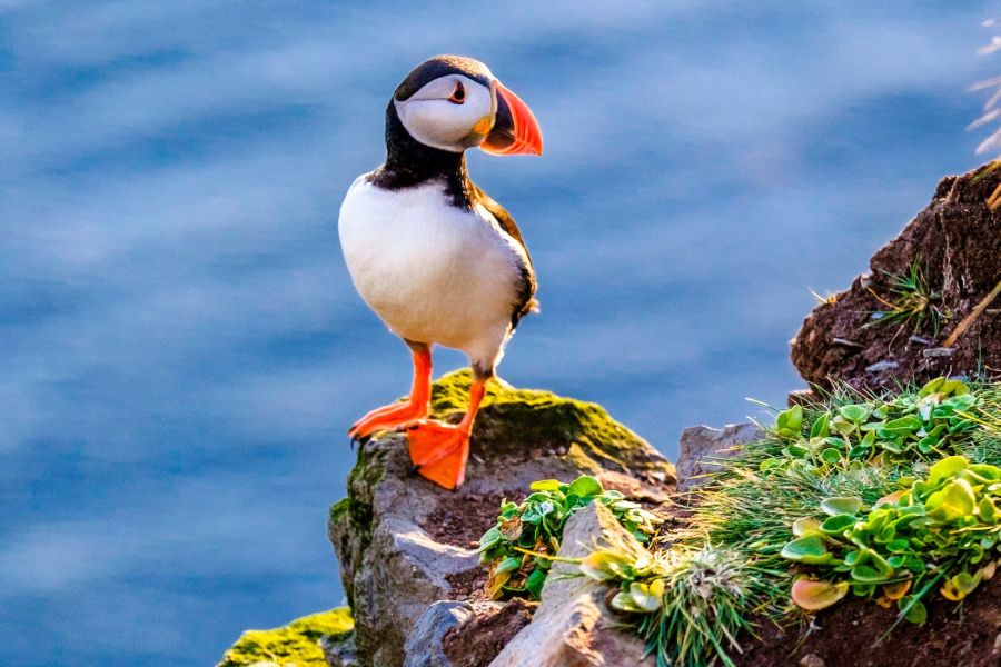 Papegaaiduikers Autorondreis IJsland