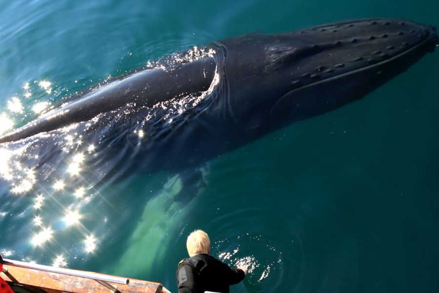 Whale Watching Autorondreis IJsland