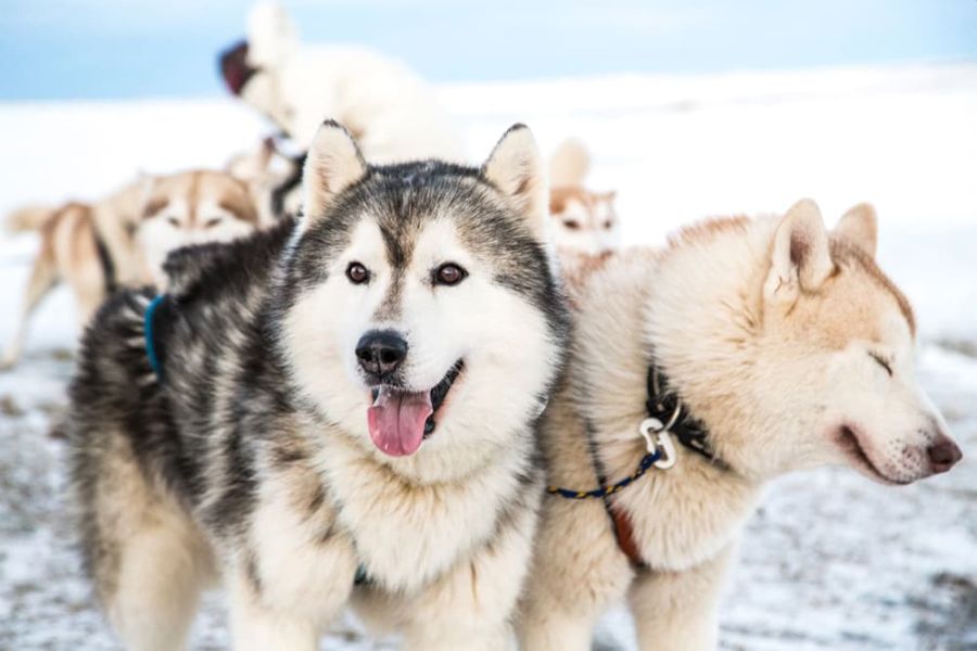 Husky IJsland