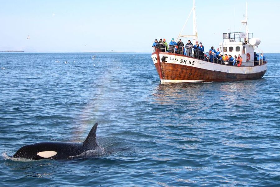 Orka`s & Noorderlicht IJsland