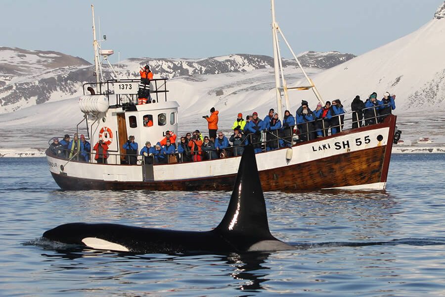 Orka`s & Noorderlicht IJsland