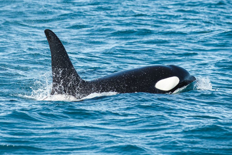 Orka`s & Noorderlicht IJsland