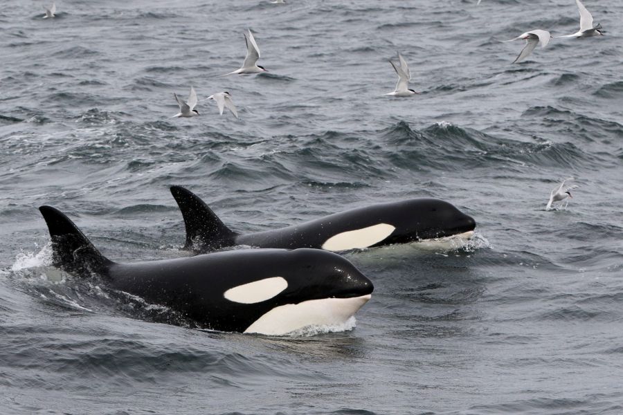 Orka`s & Noorderlicht IJsland