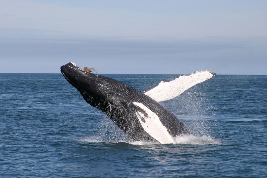 Vliegreis Kennismaking Met  IJsland incl.excursies