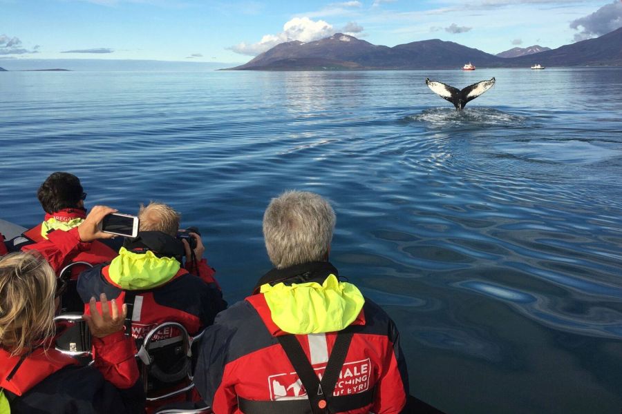 Whale Watching Akureyri