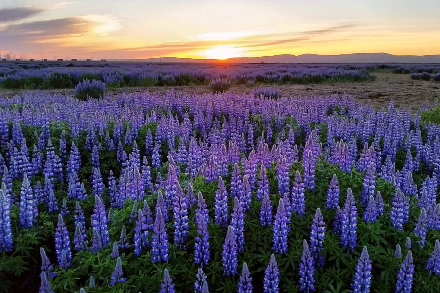 Bru Guesthouse Cottages, Holmabaeir