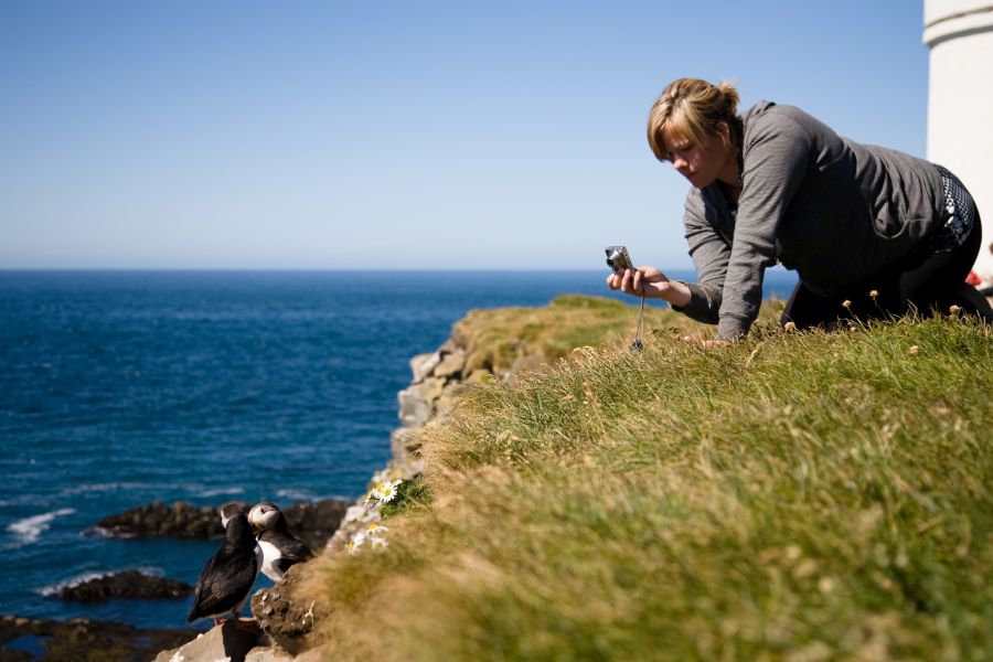 Latrabjarg papegaaiduikers Autorondreis IJsland