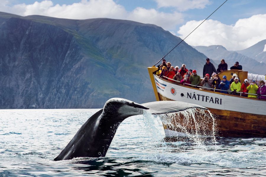Bultrug Walvis Autorondreis IJsland