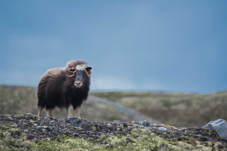 Muskusos safari in Noorwegen - Dovrefjell nationaal park