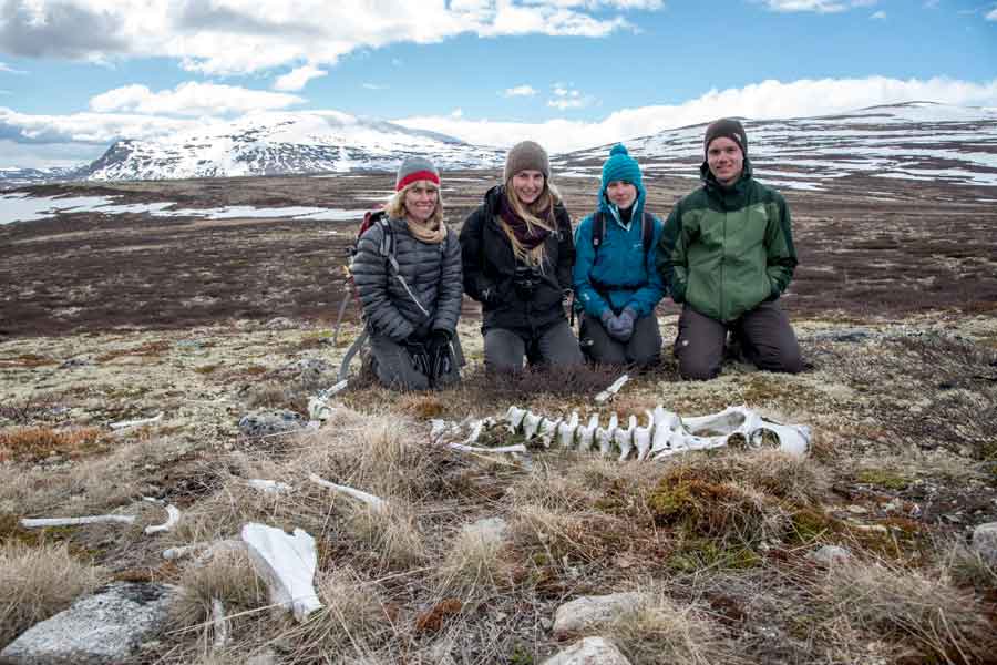 Muskusos safari in Noorwegen - Dovrefjell nationaal park