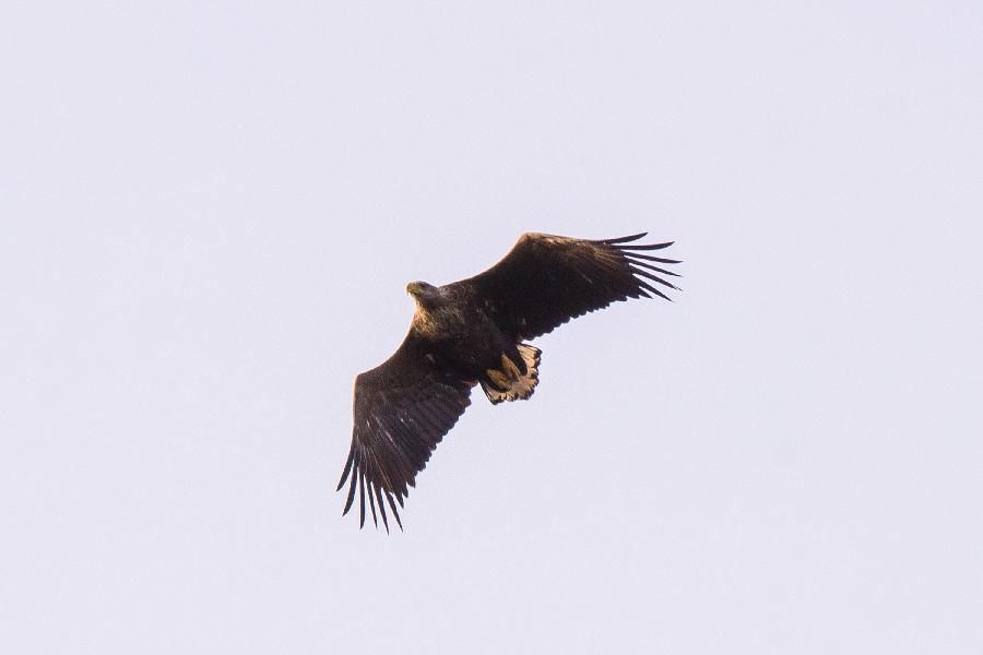 Wildlife Sea Safari incl. Runde vogelreservaat