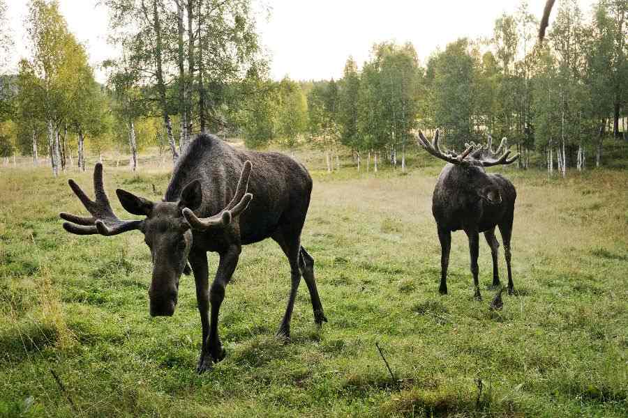13-Daagse stugatour Zweden