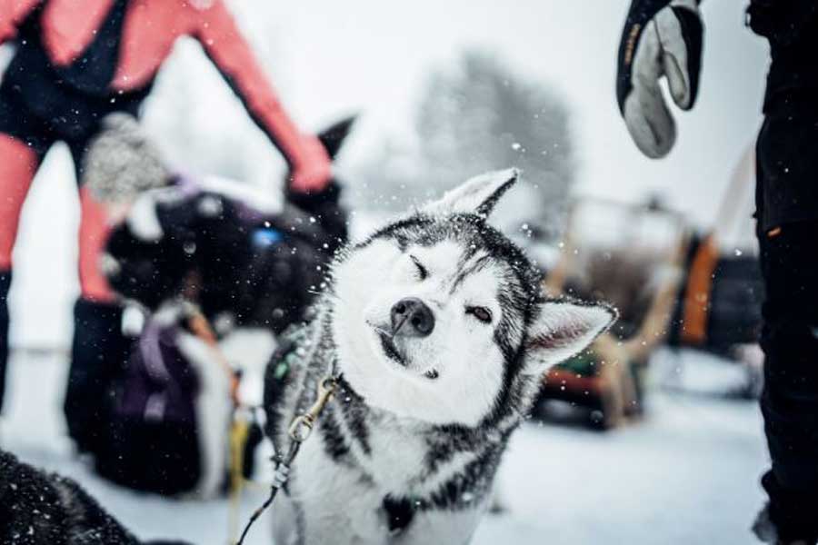 Huskysafari kort, Idre Fjäll
