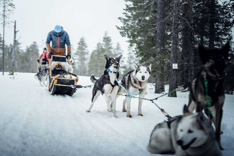 Huskysafari lang, Idre Fjäll