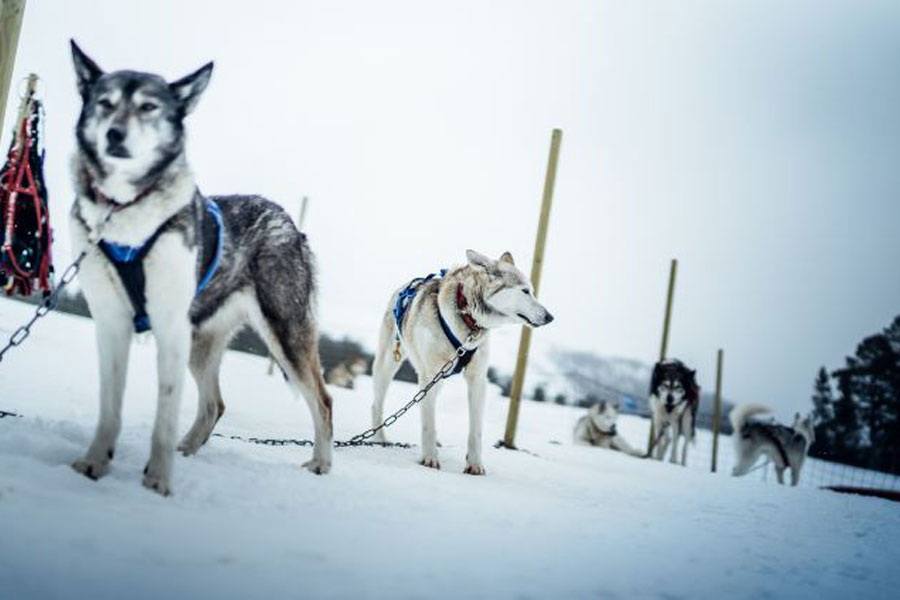 Huskysafari lang, Idre Fjäll