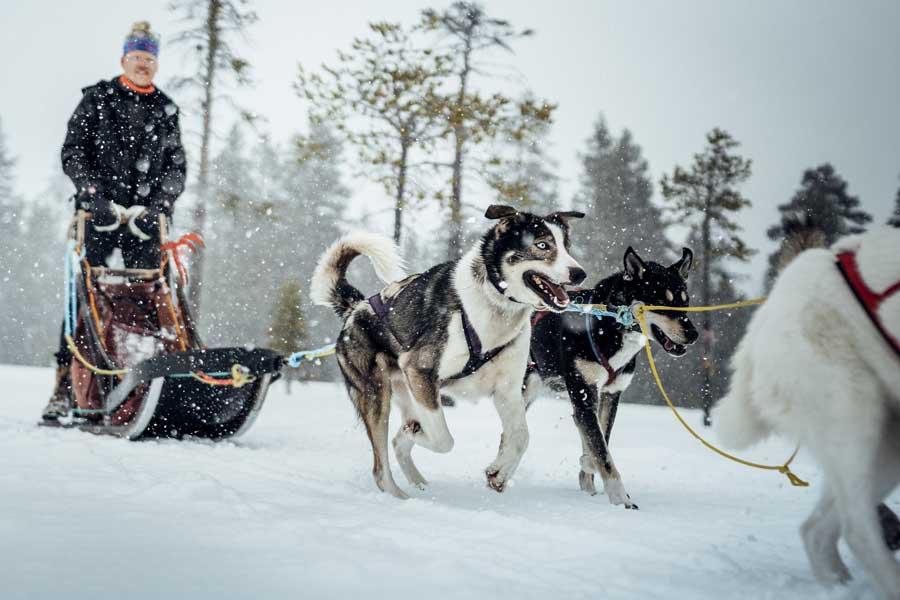 Huskysafari lang, Idre Fjäll