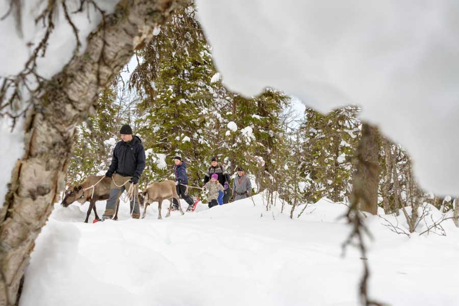 Sami en rendieren belevenis Idre Fjäll