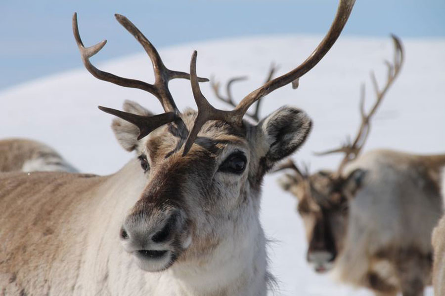 Sami en rendieren belevenis Idre Fjäll