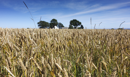 Autorondreis door het Zweedse platteland
